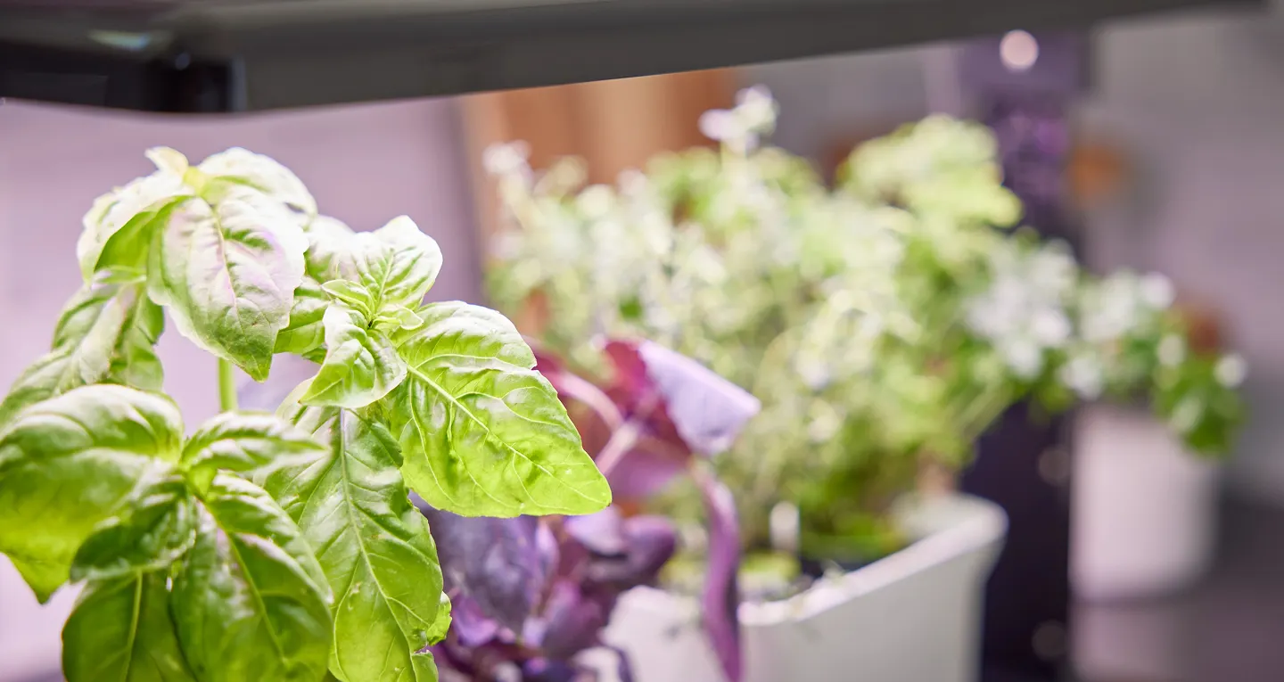 Fresh green basil leaves growing lushly under an indoor hydroponic garden grow light.