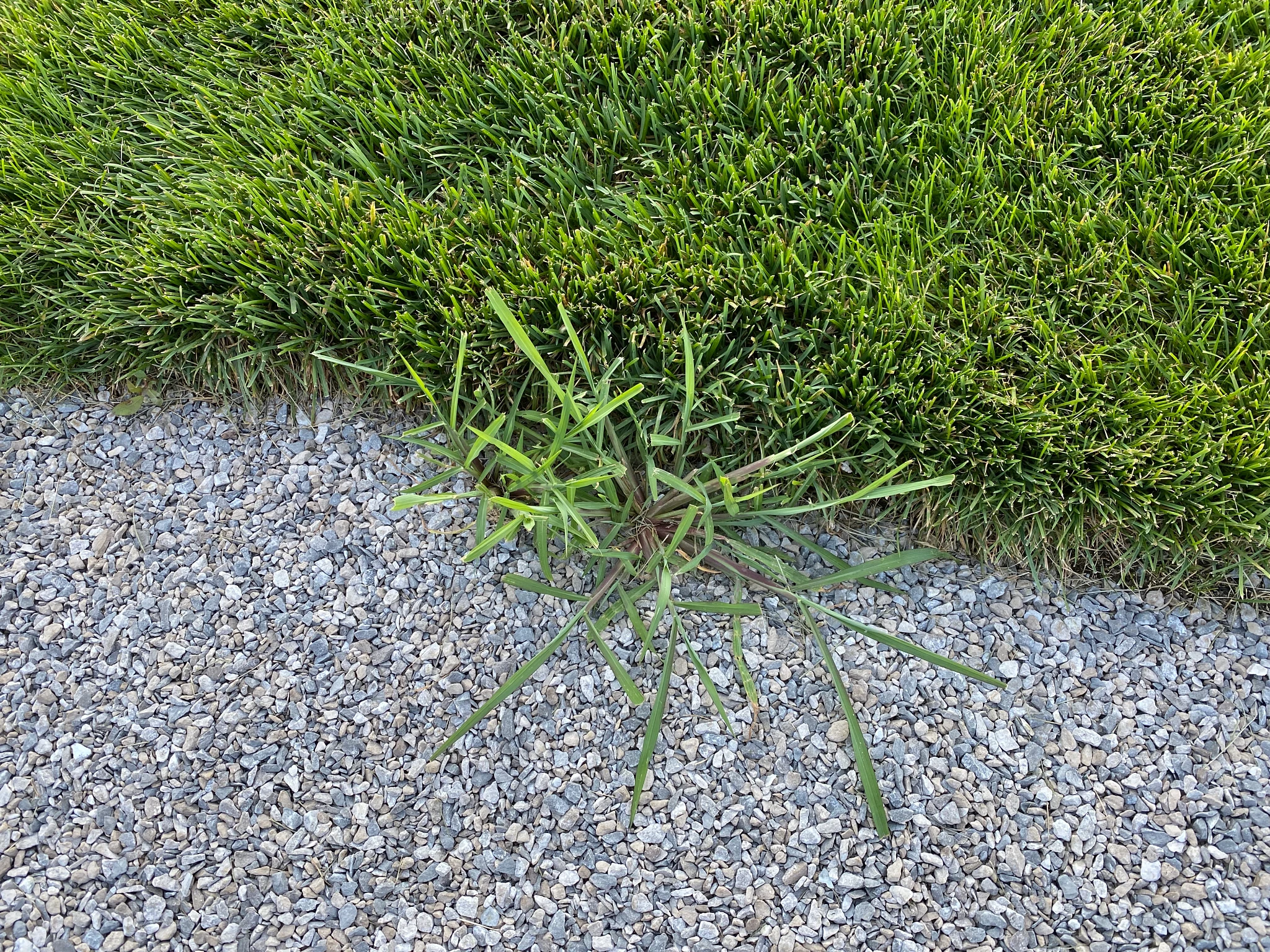 A grassy weed growing in a gravel bed alongside the edge of a green lawn.