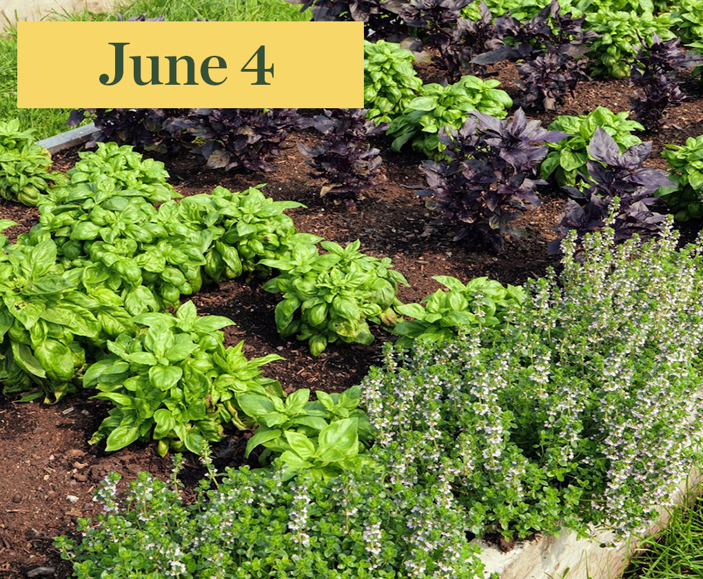box with herbs with date june 4