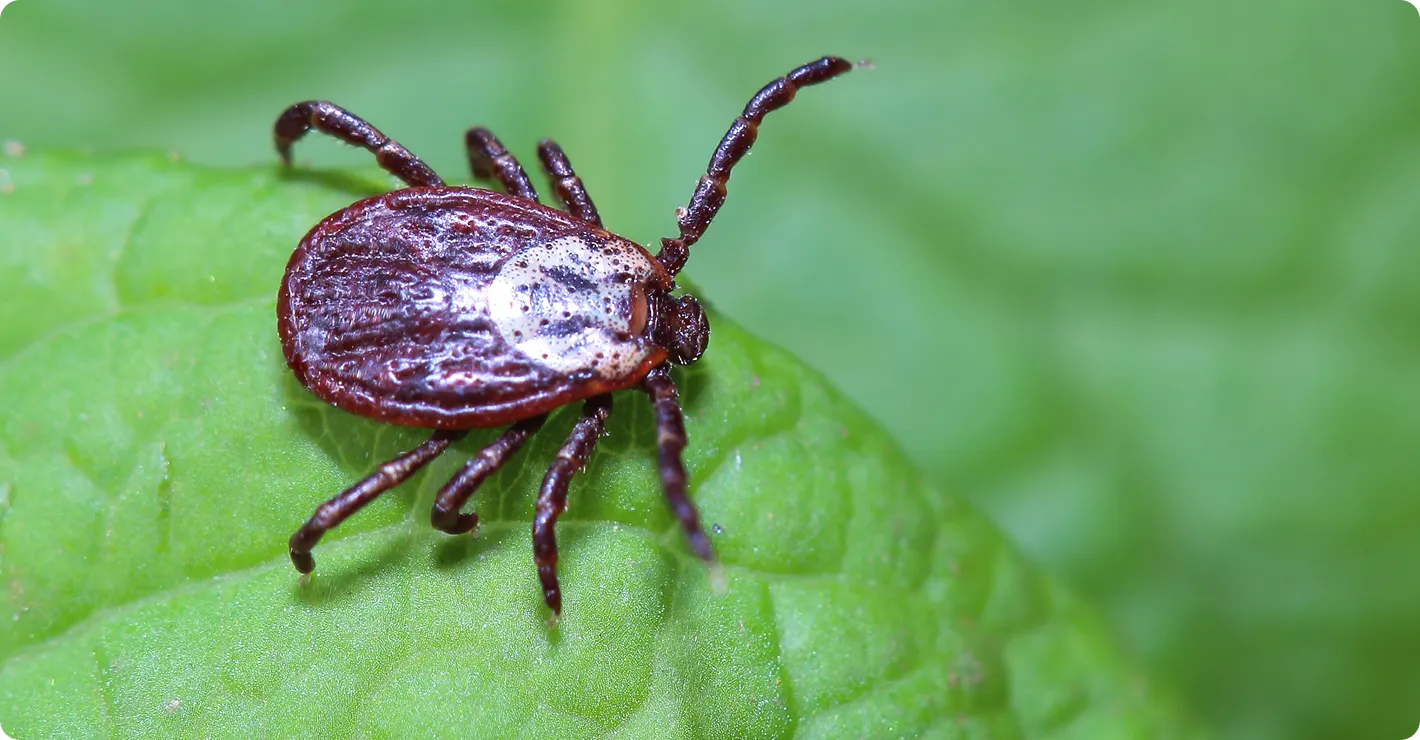Close up image of a tick on a green leaf