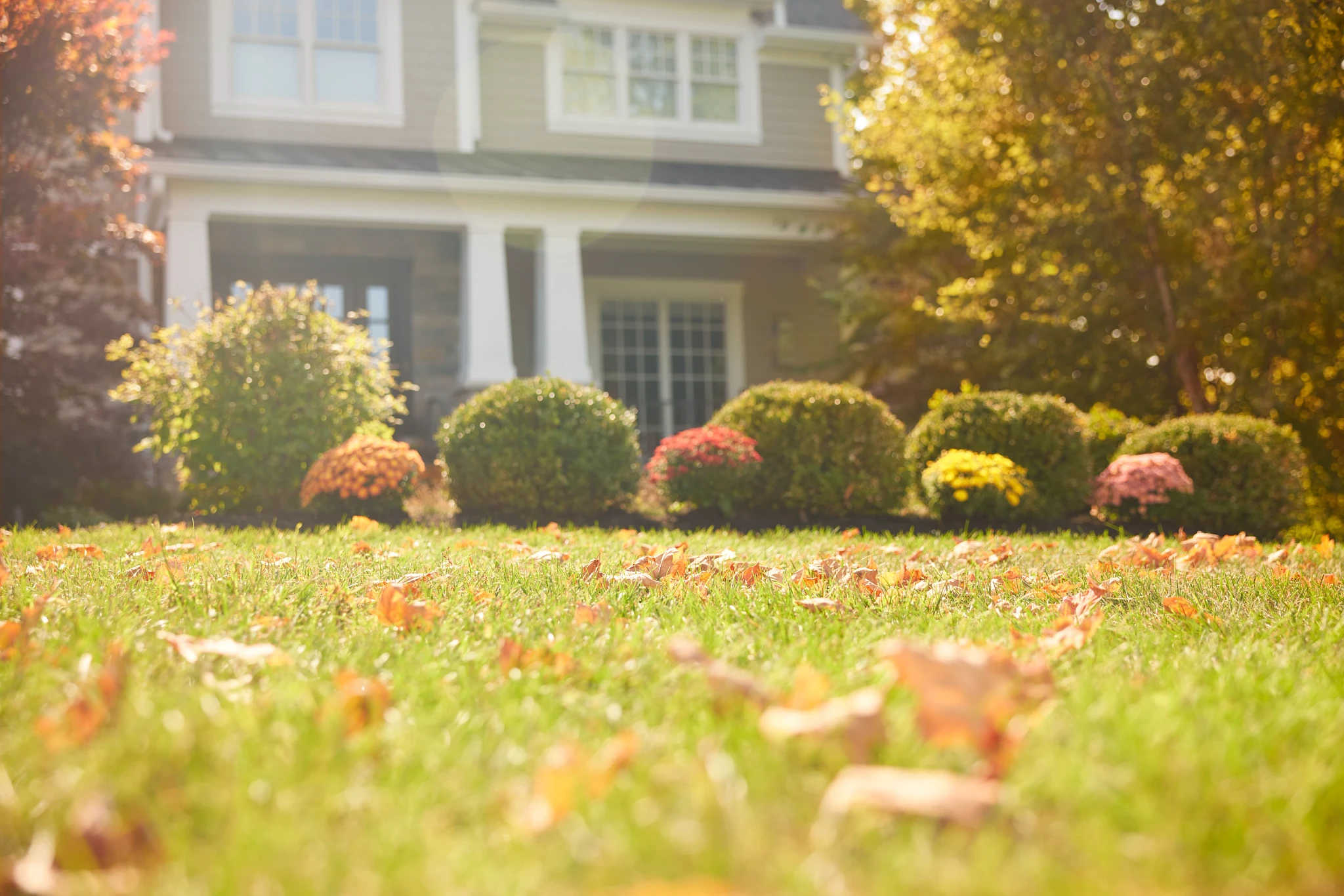 Leaves on a fall lawn with garden mums planted in the background