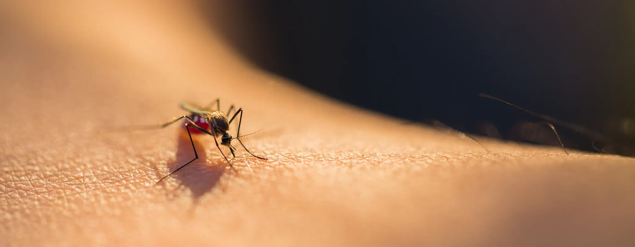 A macro close-up of a mosquito feeding on human skin alongside a text box highlighting key takeaways on mosquito-borne illness risks and home prevention methods.