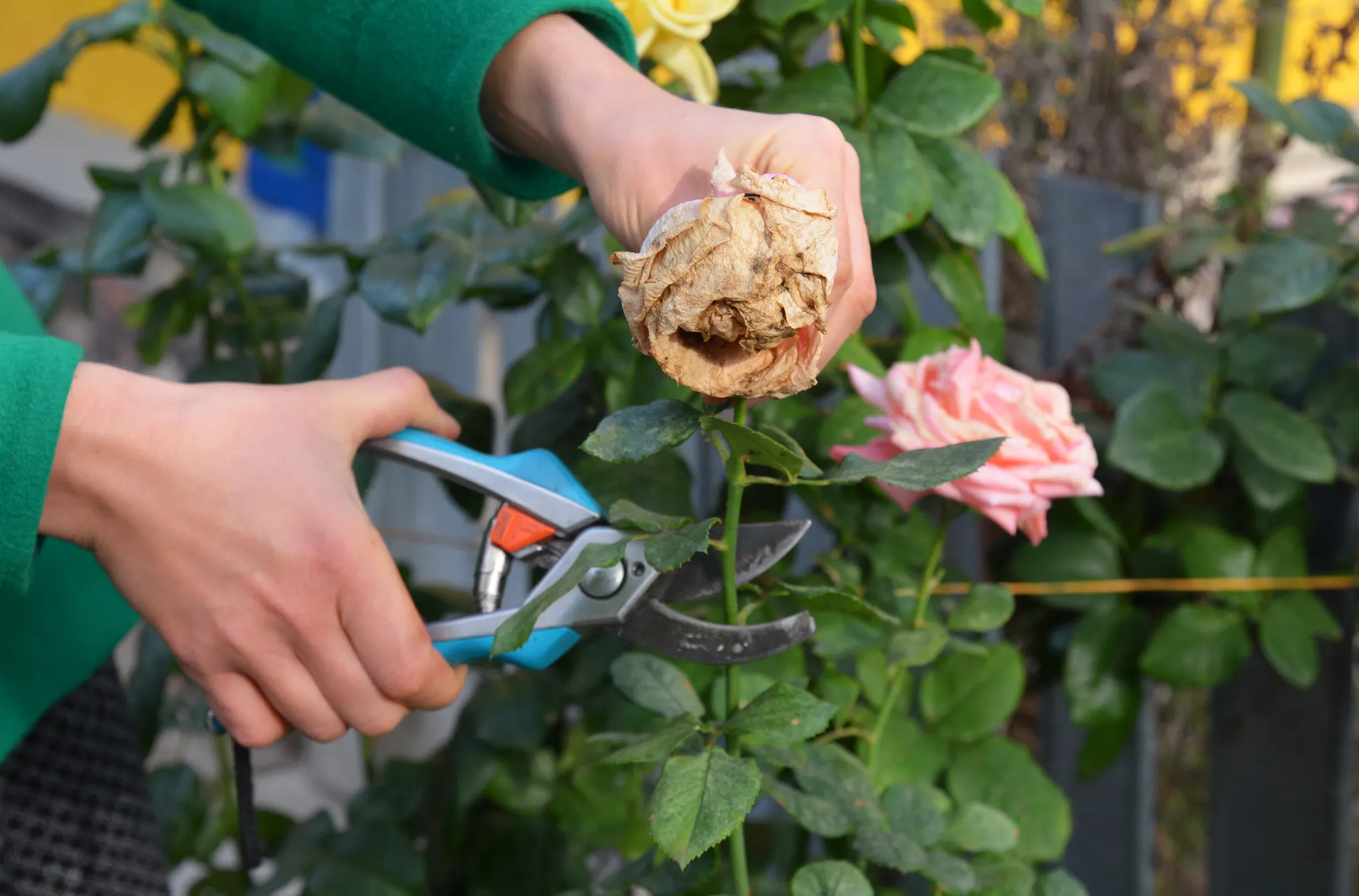 Deadheading a rose bush
