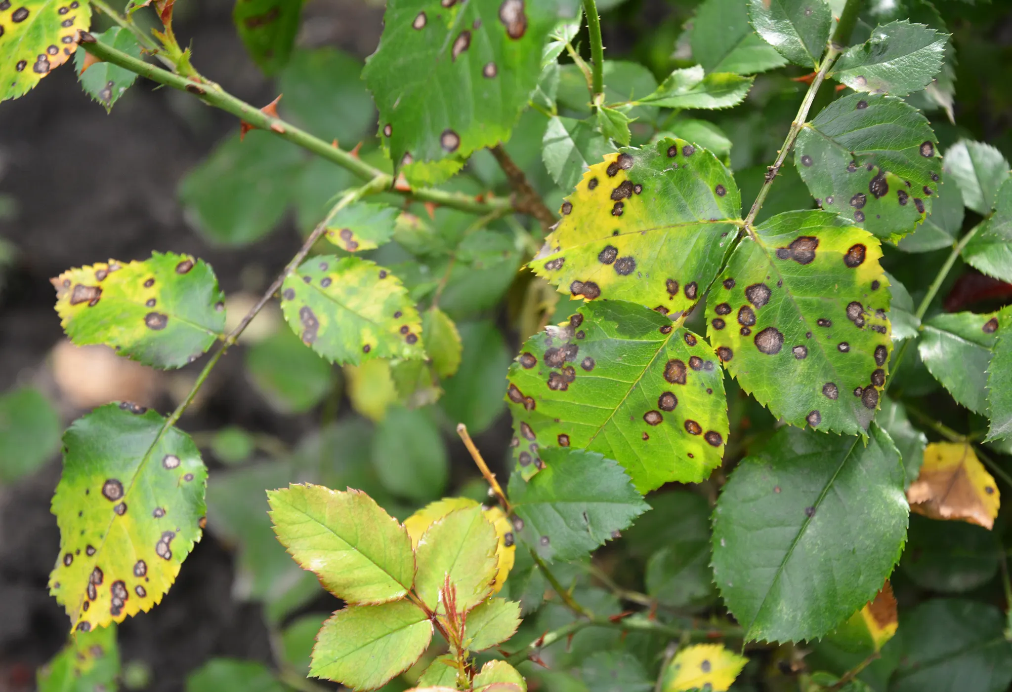 Black spot on roses