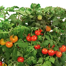 AeroGarden Red Heirloom Cherry Tomato Seed Pod Kit image number null