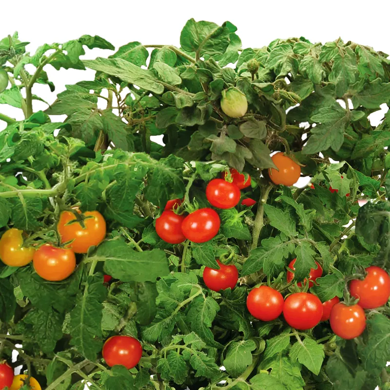 AeroGarden Red Heirloom Cherry Tomato Seed Pod Kit image number 3.0