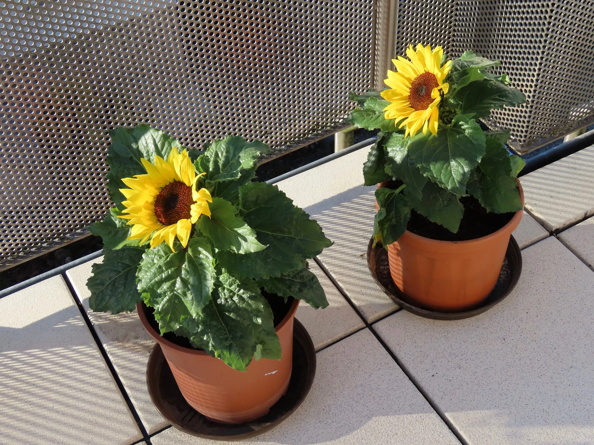 Balcony gardening: two terracotta flower pots with yellow dwarf sunflowers by stainless steel railing, on white tiles, sunny summer day