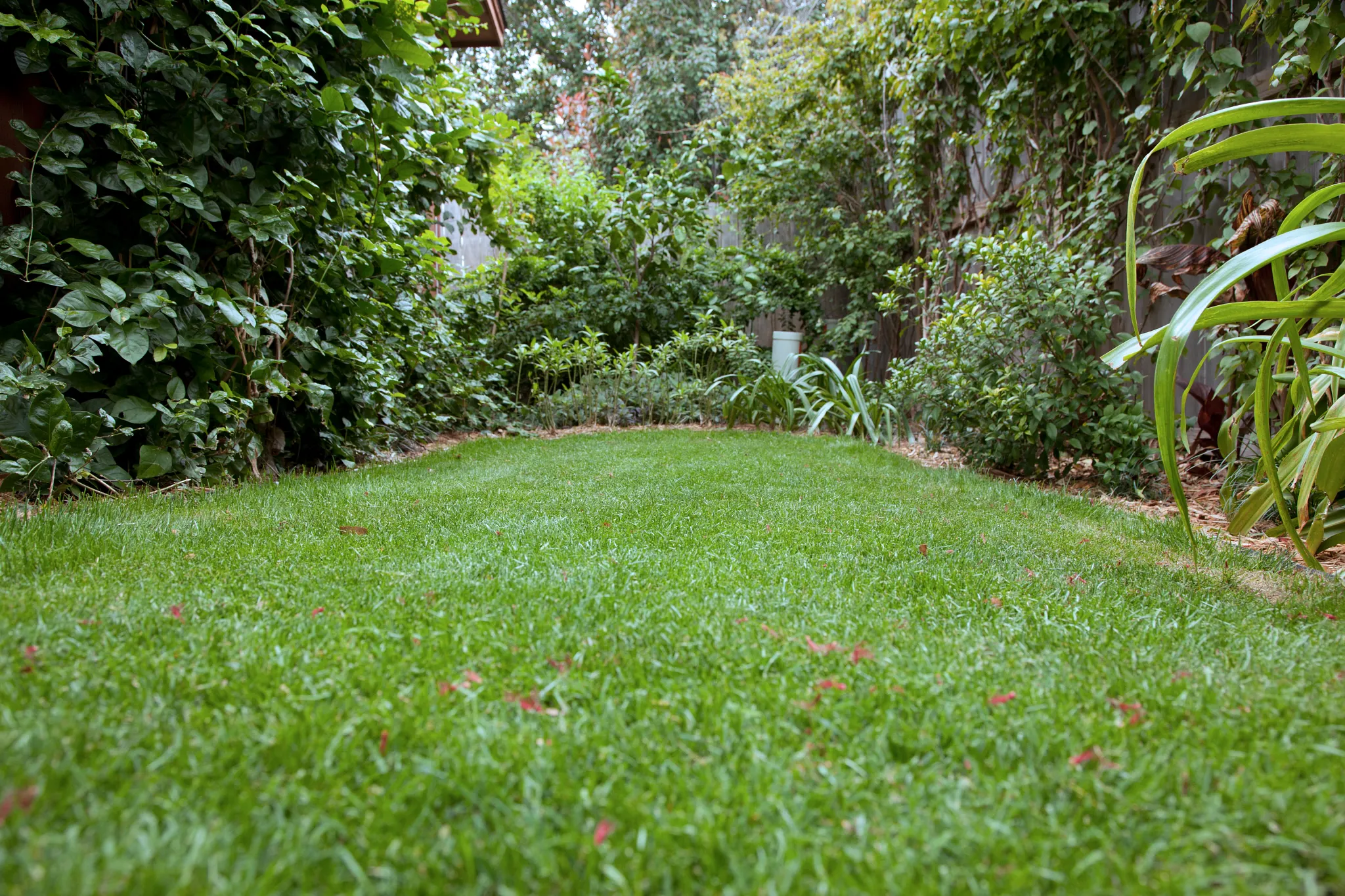 A zoysiagrass lawn in Texas.