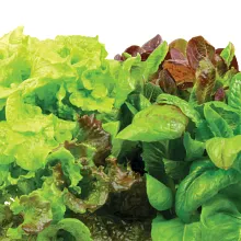 AeroGarden Heirloom Salad Greens Seed Pod Kit image number null