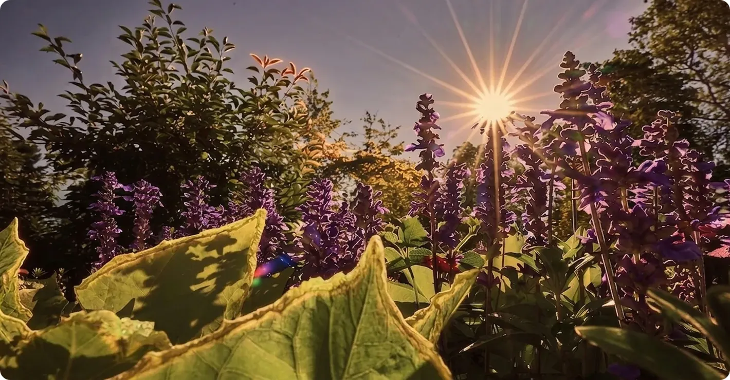 Bright sunlight shining over purple salvia flowers and lush green foliage in a vibrant outdoor garden.