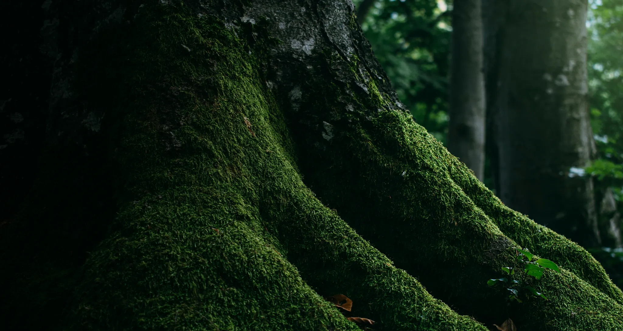A detailed close-up shot of vibrant, lush green moss growing thickly across the textured, grooved bark of an ancient tree trunk.
