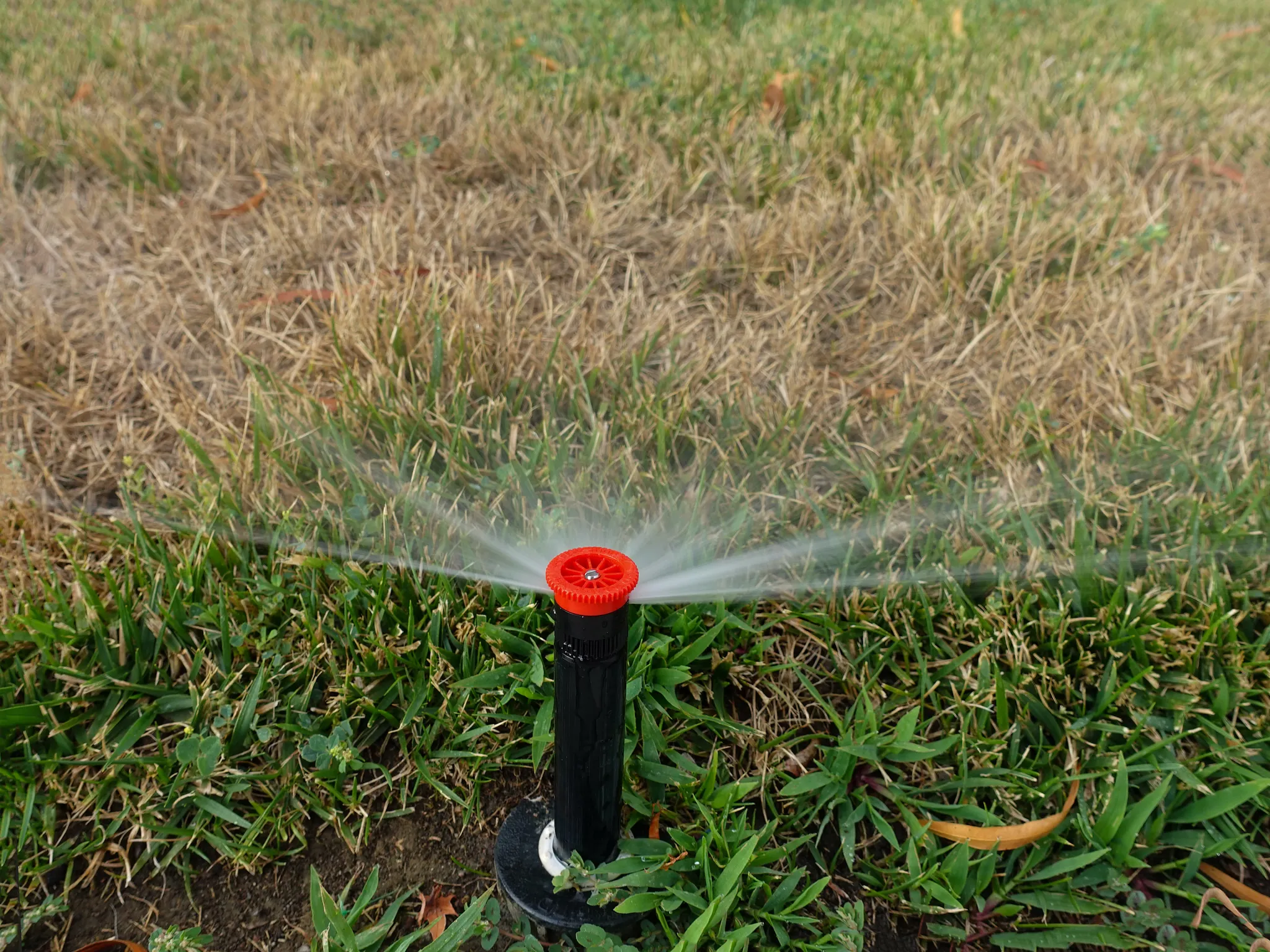 Close up of an automatic sprinkler watering grass dying during drought.