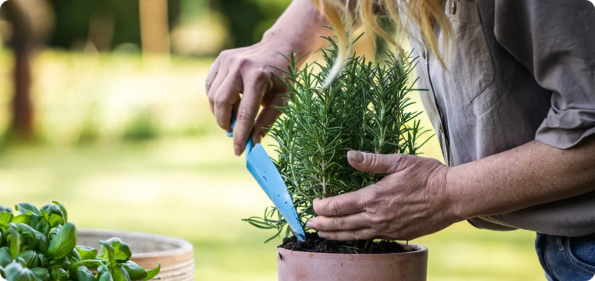 A person planting a lush green rosemary plant into a terracotta pot outdoors, with hands carefully smoothing the soil at the base of the plant.