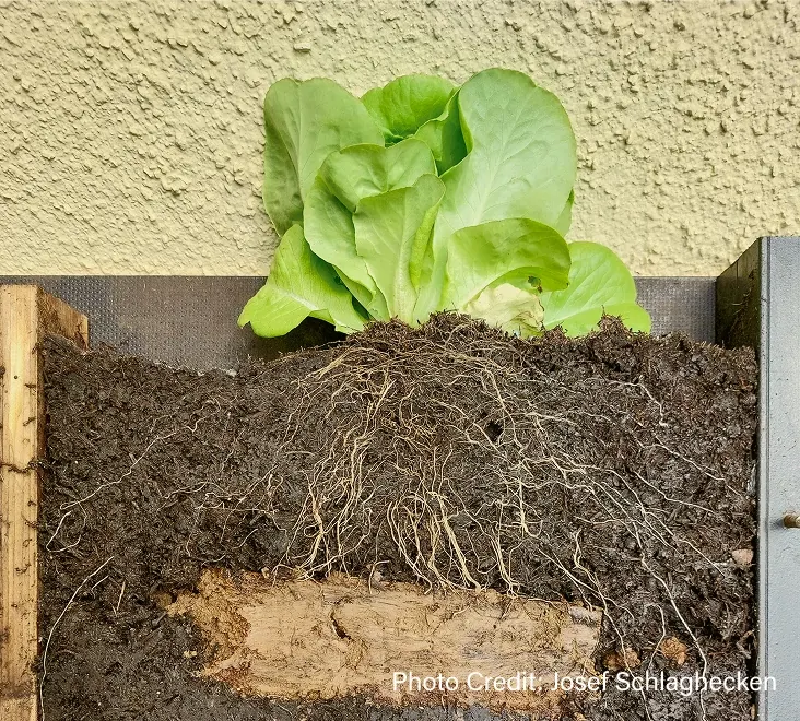 Lettuce plant pulled from the ground with extensive root system showing.
