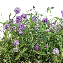 AeroGarden Lots of Lavender Seed Pod Kit image number null