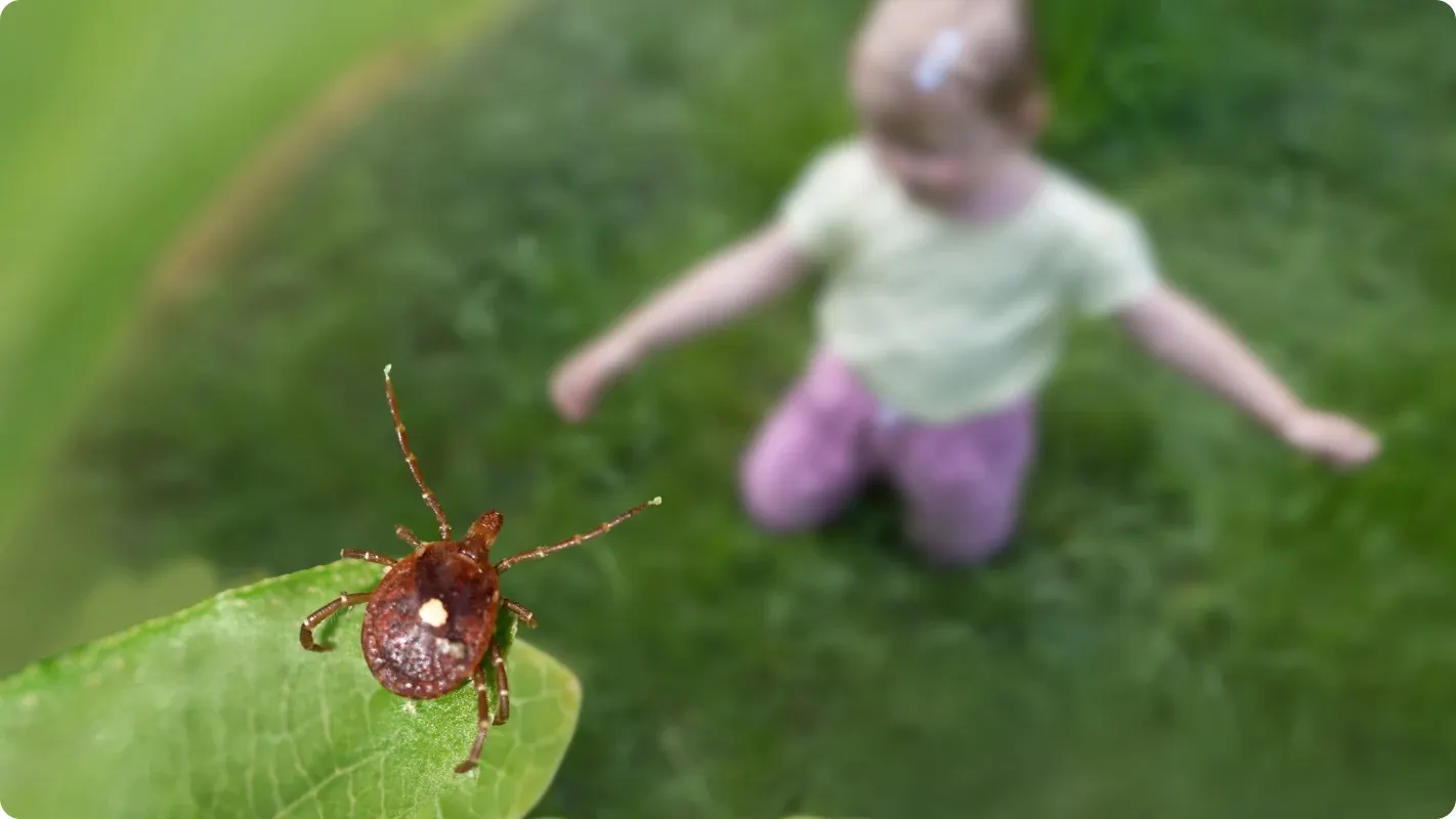 A lone star tick on a leaf with a young child playing on a grassy lawn blurred in the background.