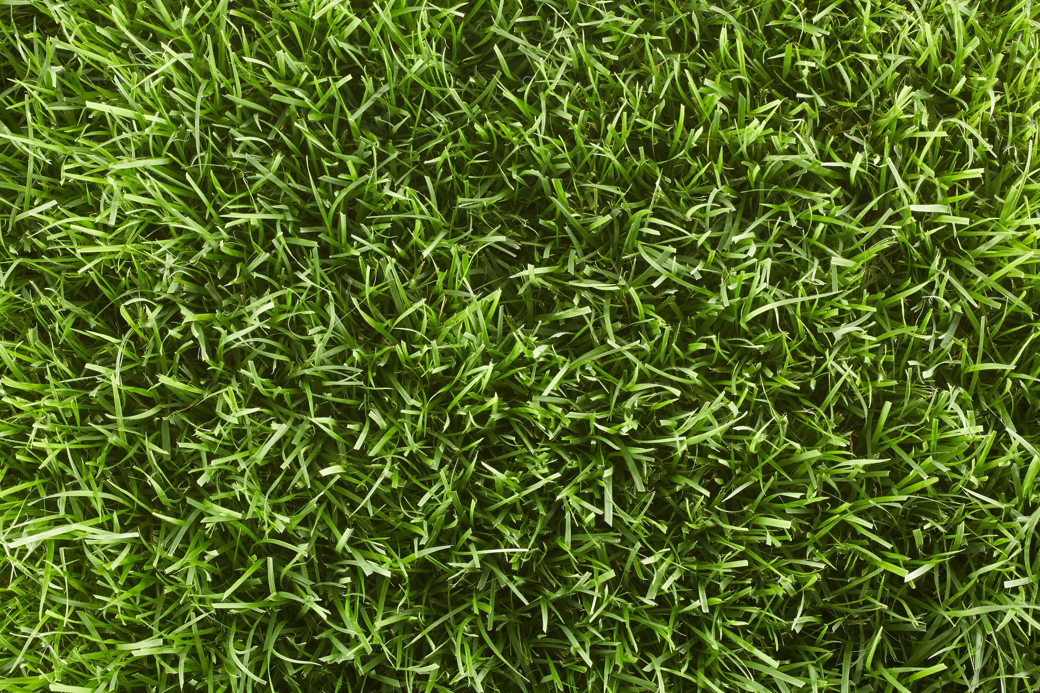 Top view of a zoysia grass lawn