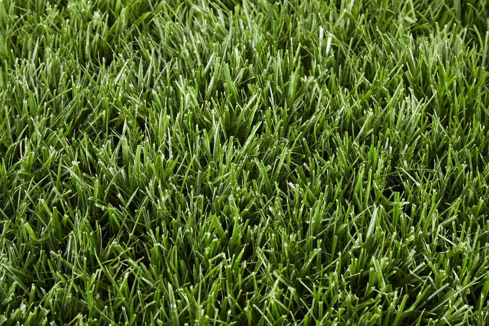 close-up view of tall fescue grass blades