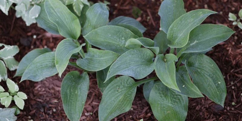 Hostas 