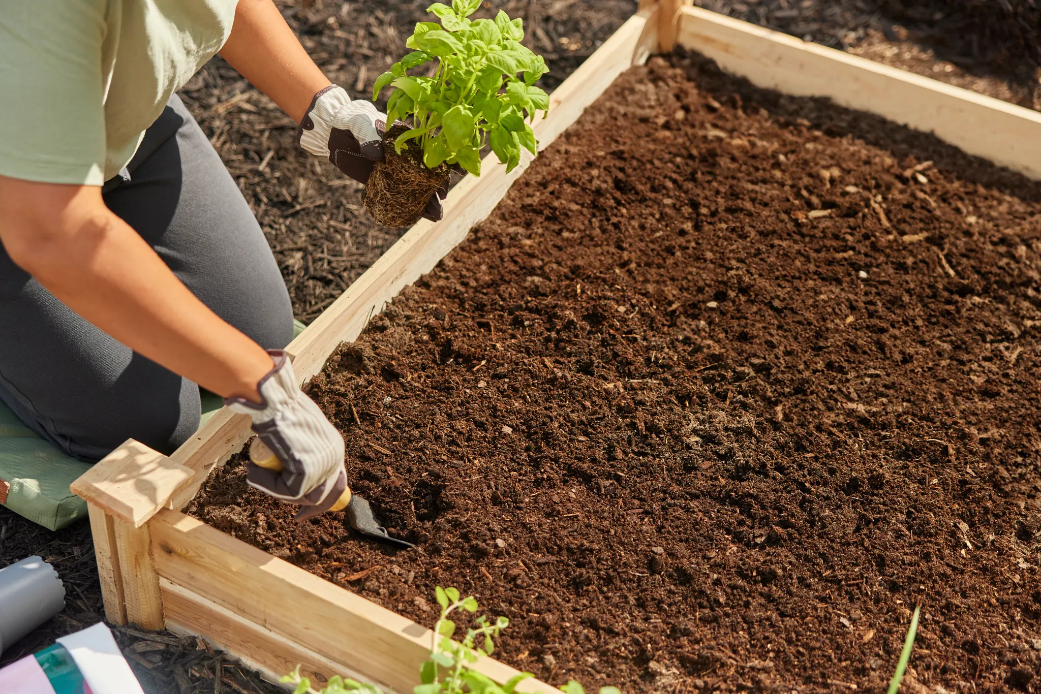 Woman planting basil in a raised garden bed filled with Miracle-Gro Organic Raised Bed & Garden Soil.