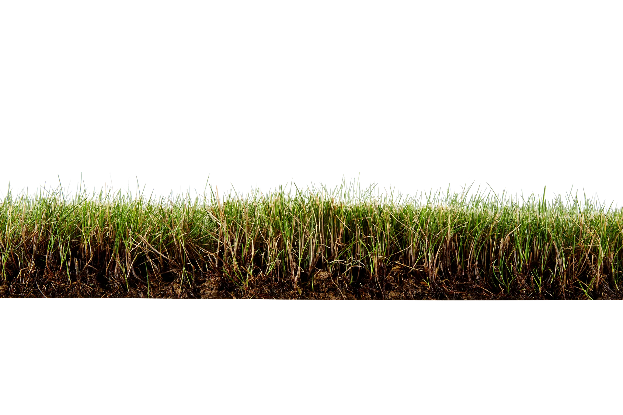 Side-view cutaway of a fine fescue lawn