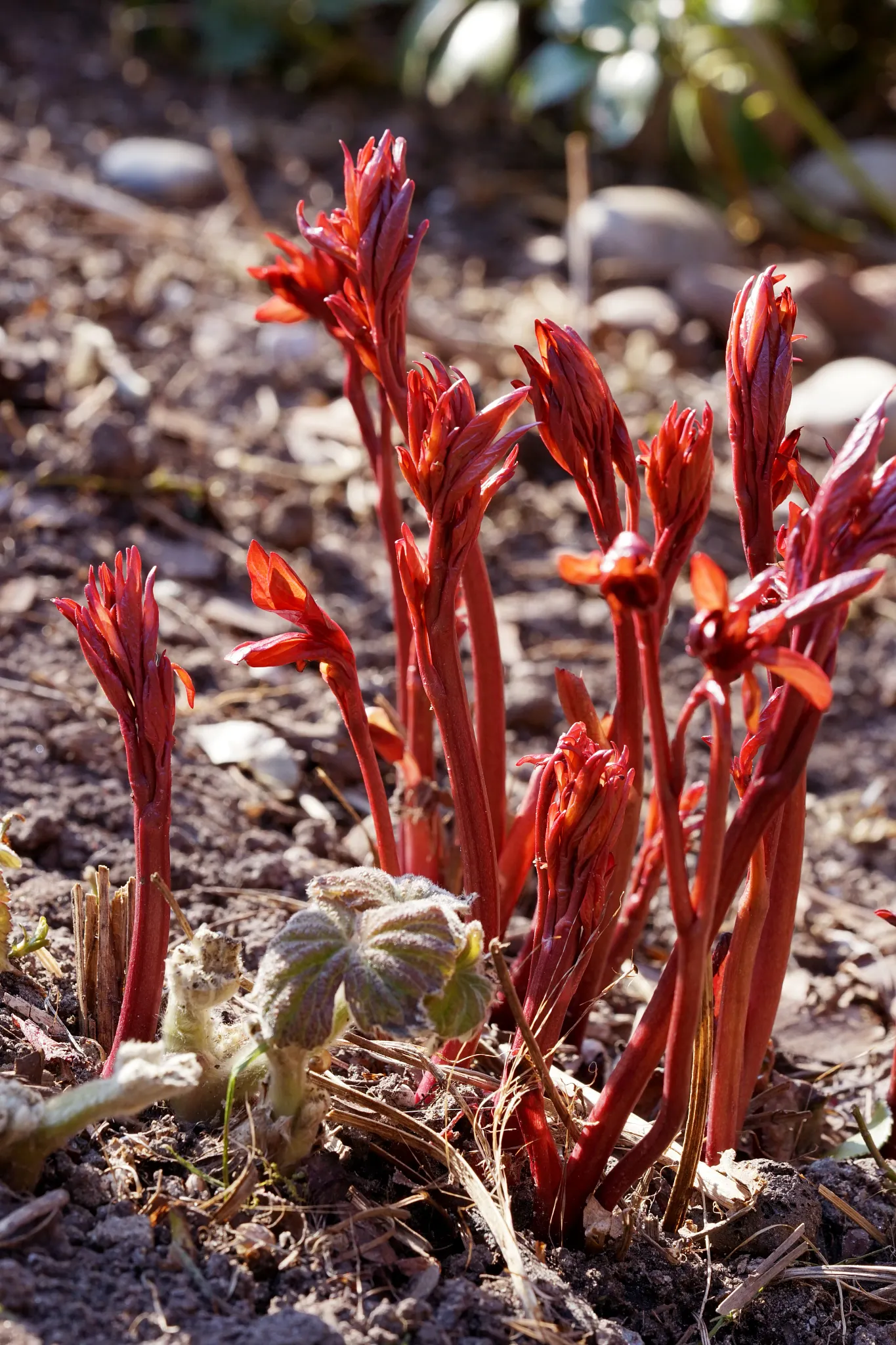 Peony shoots emerging in spring