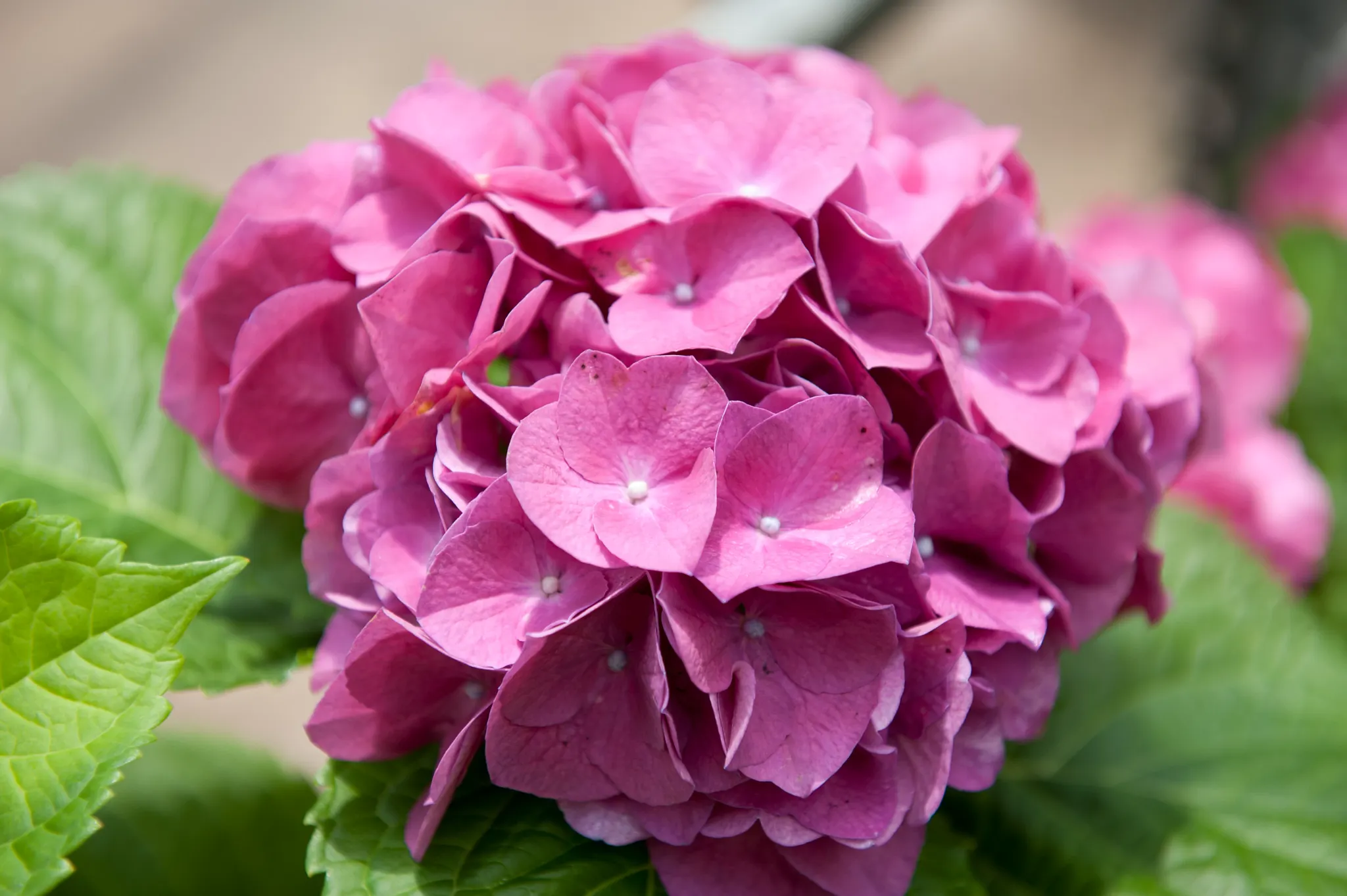 pink flowering bigleaf hydrangea
