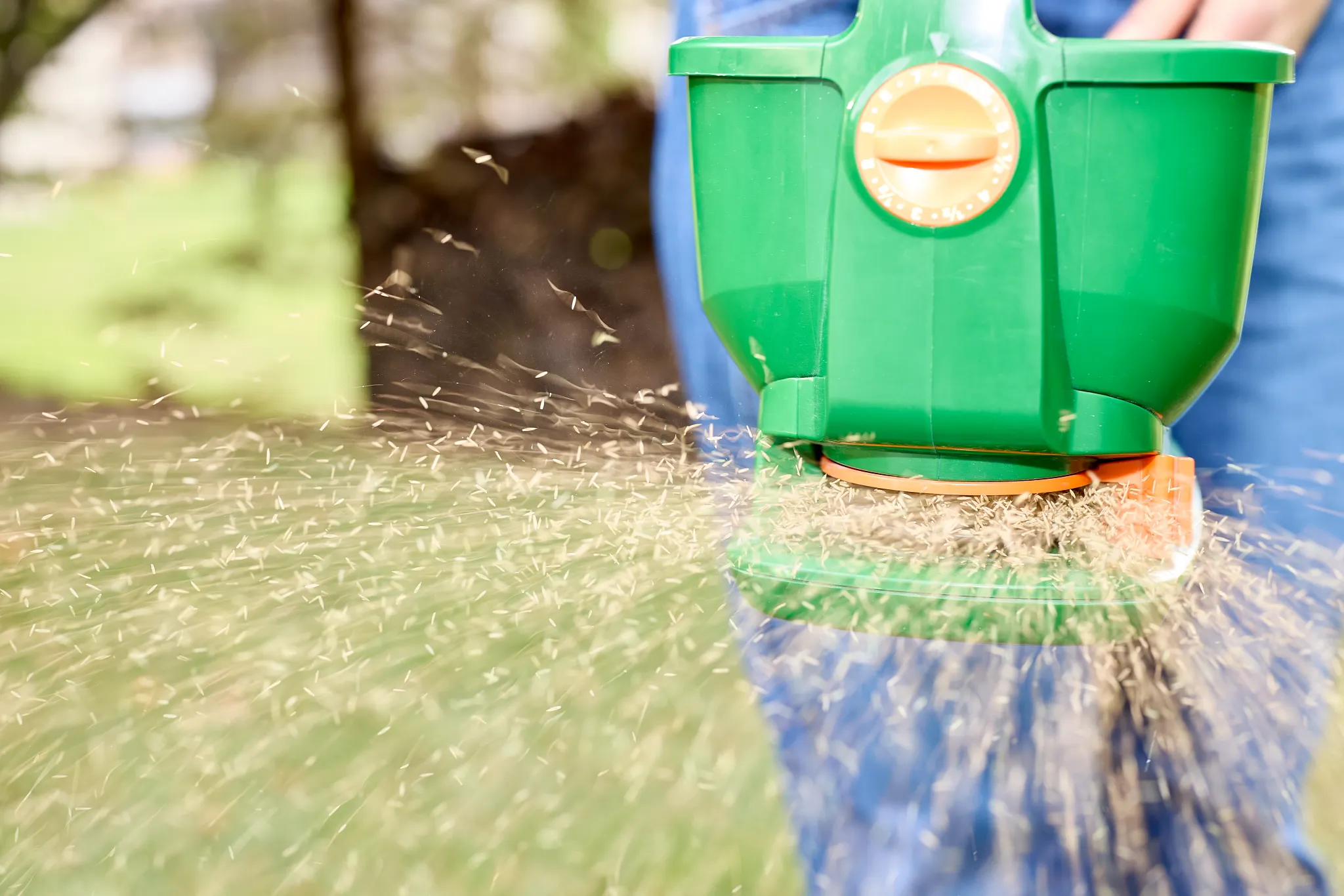 Applying sheep fescue grass seed using a Wizz spreader.