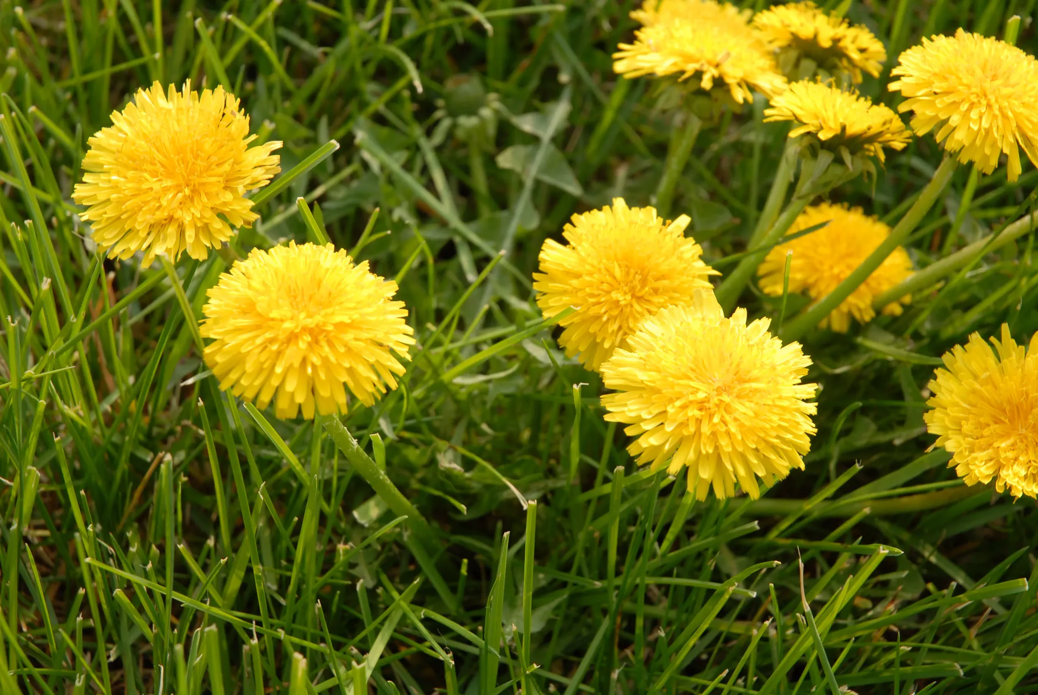 Dandelions with yellow flowers blooming in a green lawn.