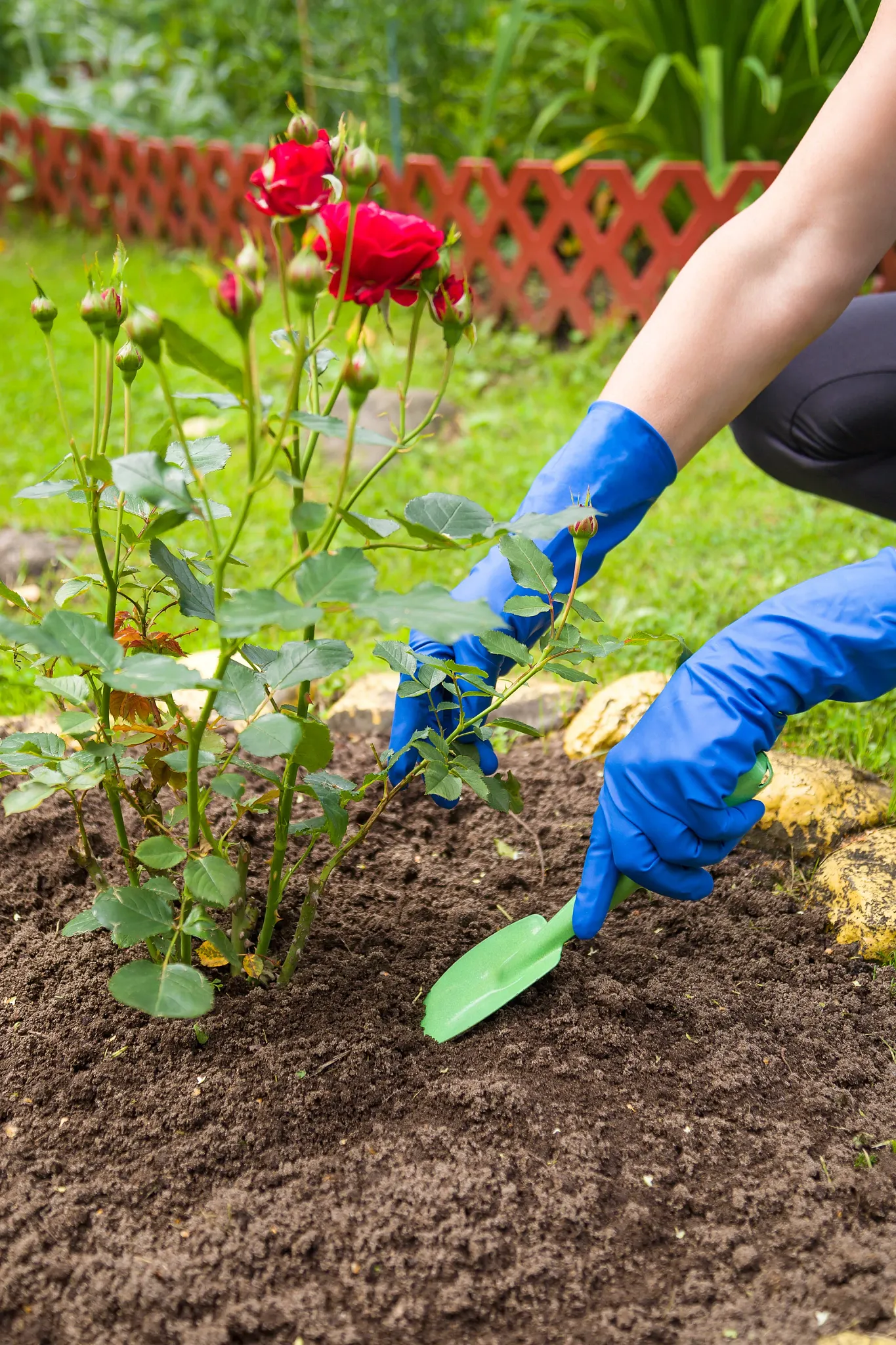 Planting a rose bush in ground