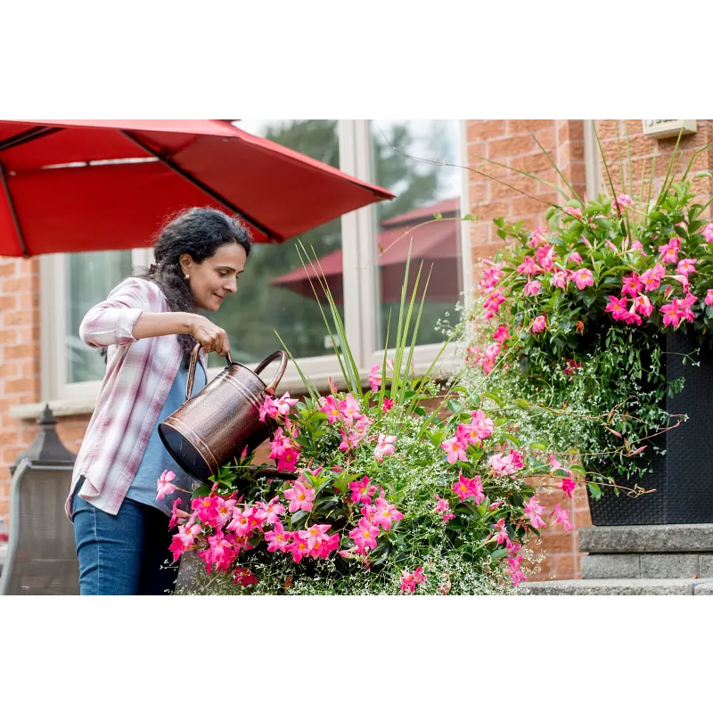 Water Soluble All Purpose Plant Food image number 6.0