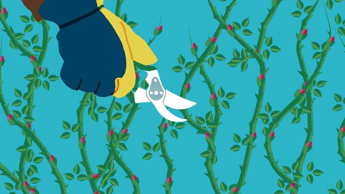 Roses Postion How to Prune Roses | ScottsMiracle-Gro US