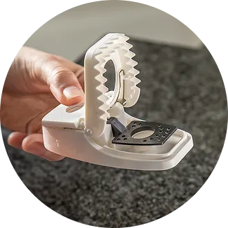 A hand holding a white plastic snap mouse trap in the set position for indoor rodent control.
