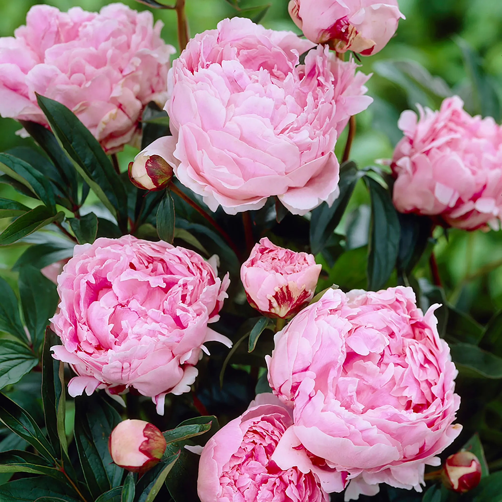 peony beauty shot