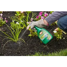 Ortho&reg; Grass B Gon Garden Grass Killer image number null
