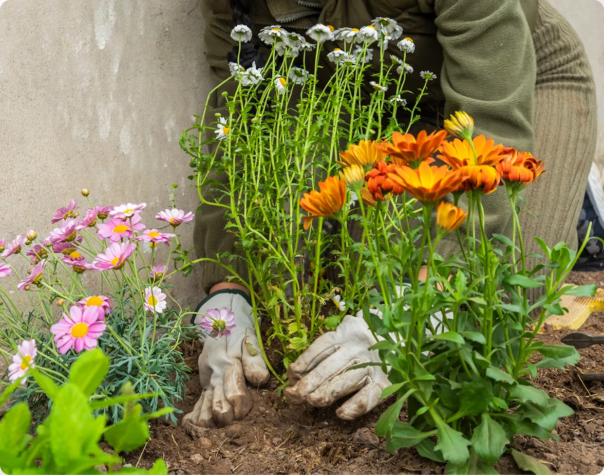 Hands wearing protective work gloves planting small flowering plants and marigolds into rich, dark garden soil alongside pink daisy-like flowers.