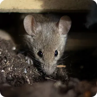 Mice