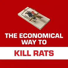 Tomcat Rat Trap (Wooden) Image 3