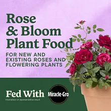 Miracle-Gro&reg; Shake 'N Feed Rose & Bloom Plant Food image number null