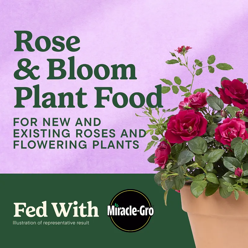 Miracle-Gro&reg; Shake 'N Feed Rose & Bloom Plant Food image number 2.0