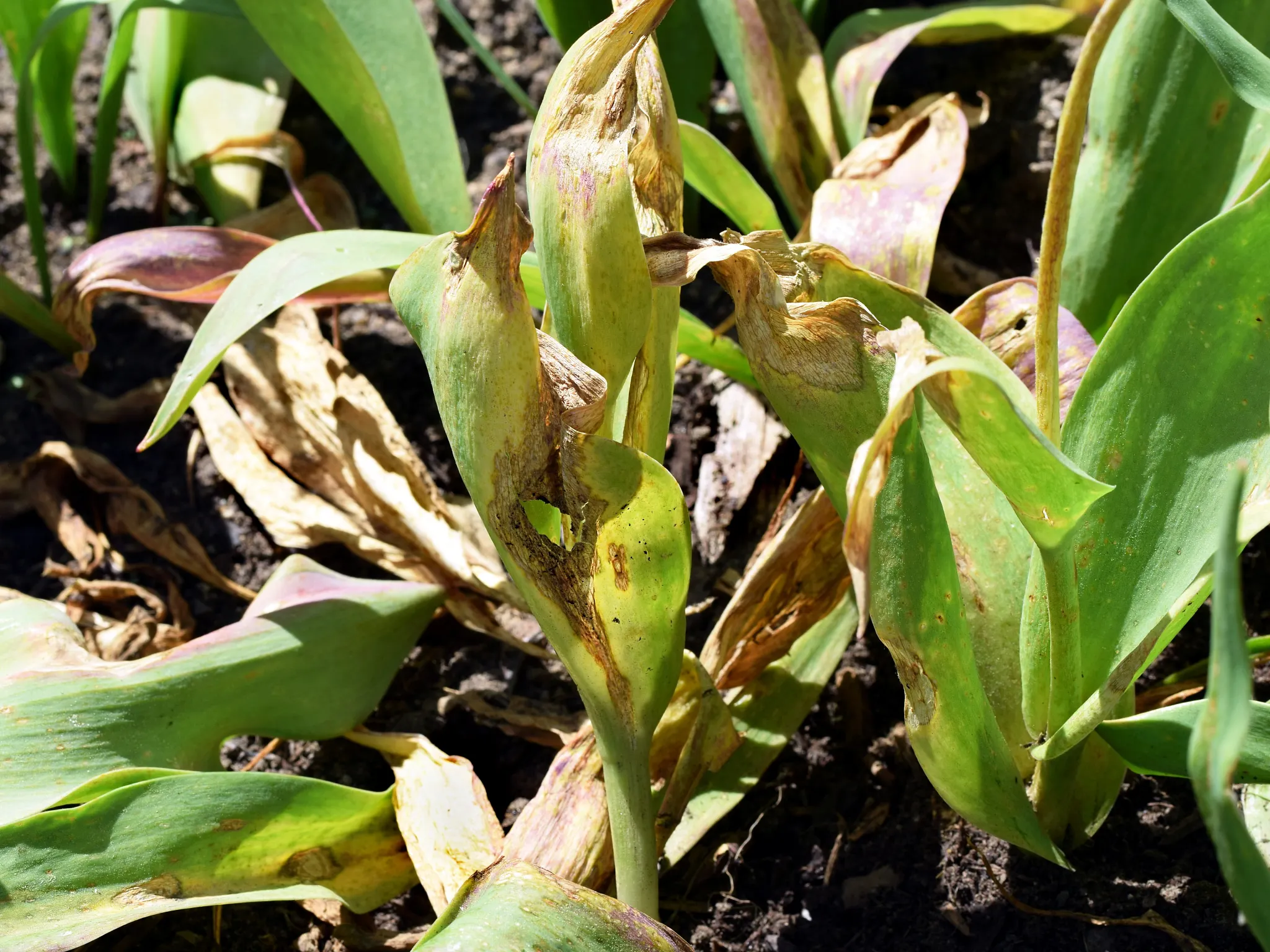 ulip fire disease on tulips. Fungal disease caused by Botrytis tulipae fungus