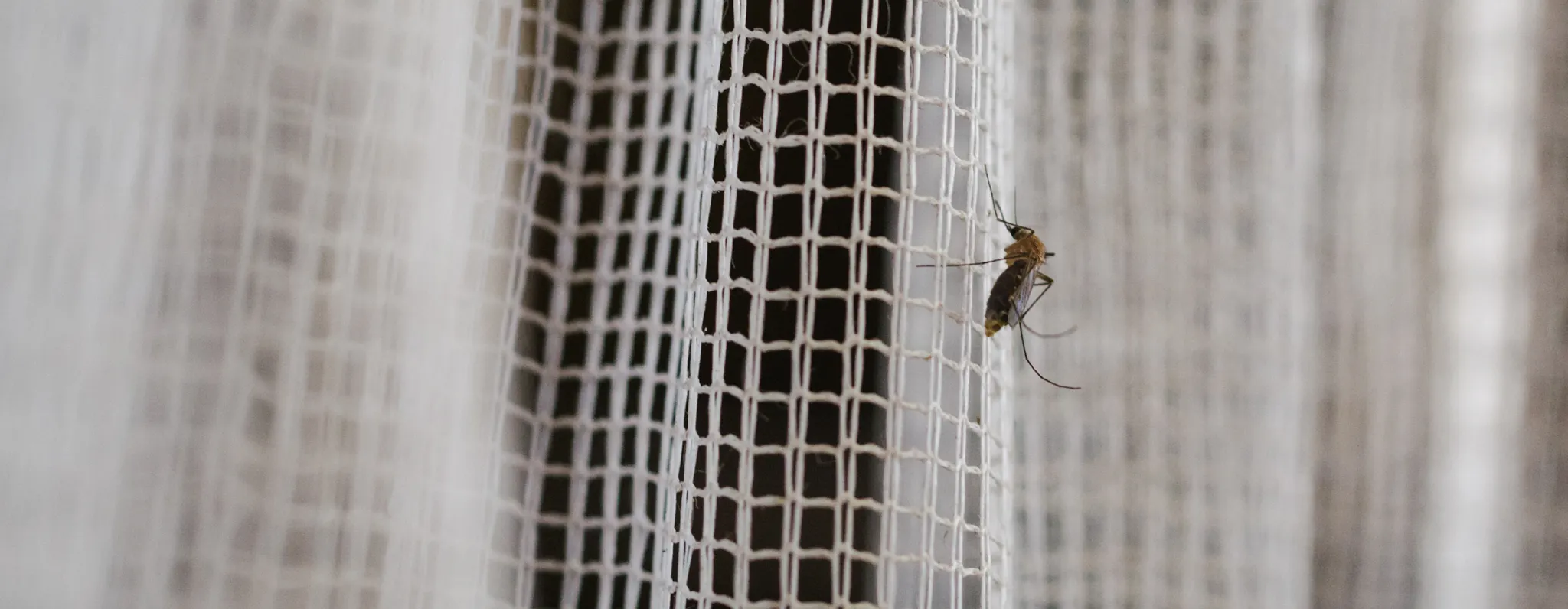 A somewhat close image of a mosquito hanging onto a white net