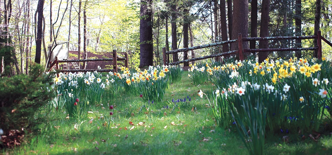 field of flowers in wooded lawn