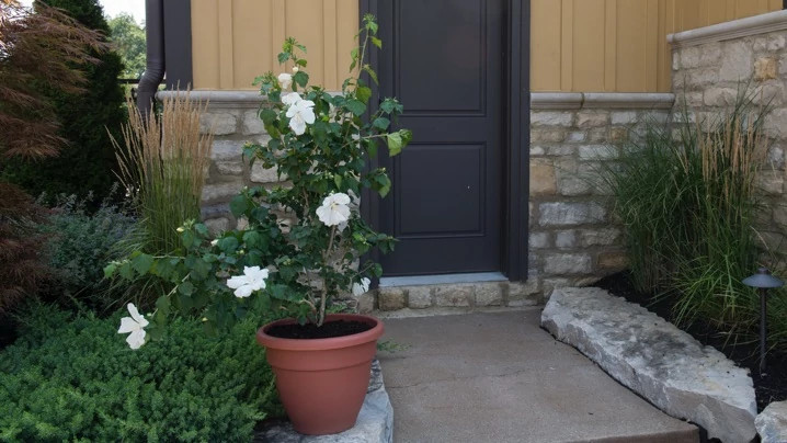 Hibiscus growing outside in a pot
