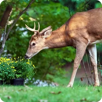 Deer & Other Pests