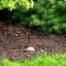 Evergreen Fertilizer Spikes image number null