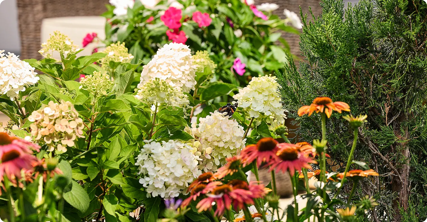 A vibrant summer garden showcasing large, creamy white hydrangea blooms surrounded by green foliage, bright pink flowers, and tall orange coneflowers under bright daylight.