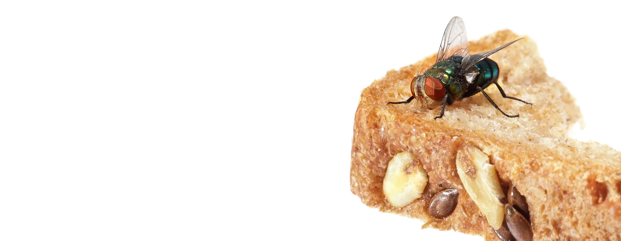 A fly sitting on the corner of a piece of bread