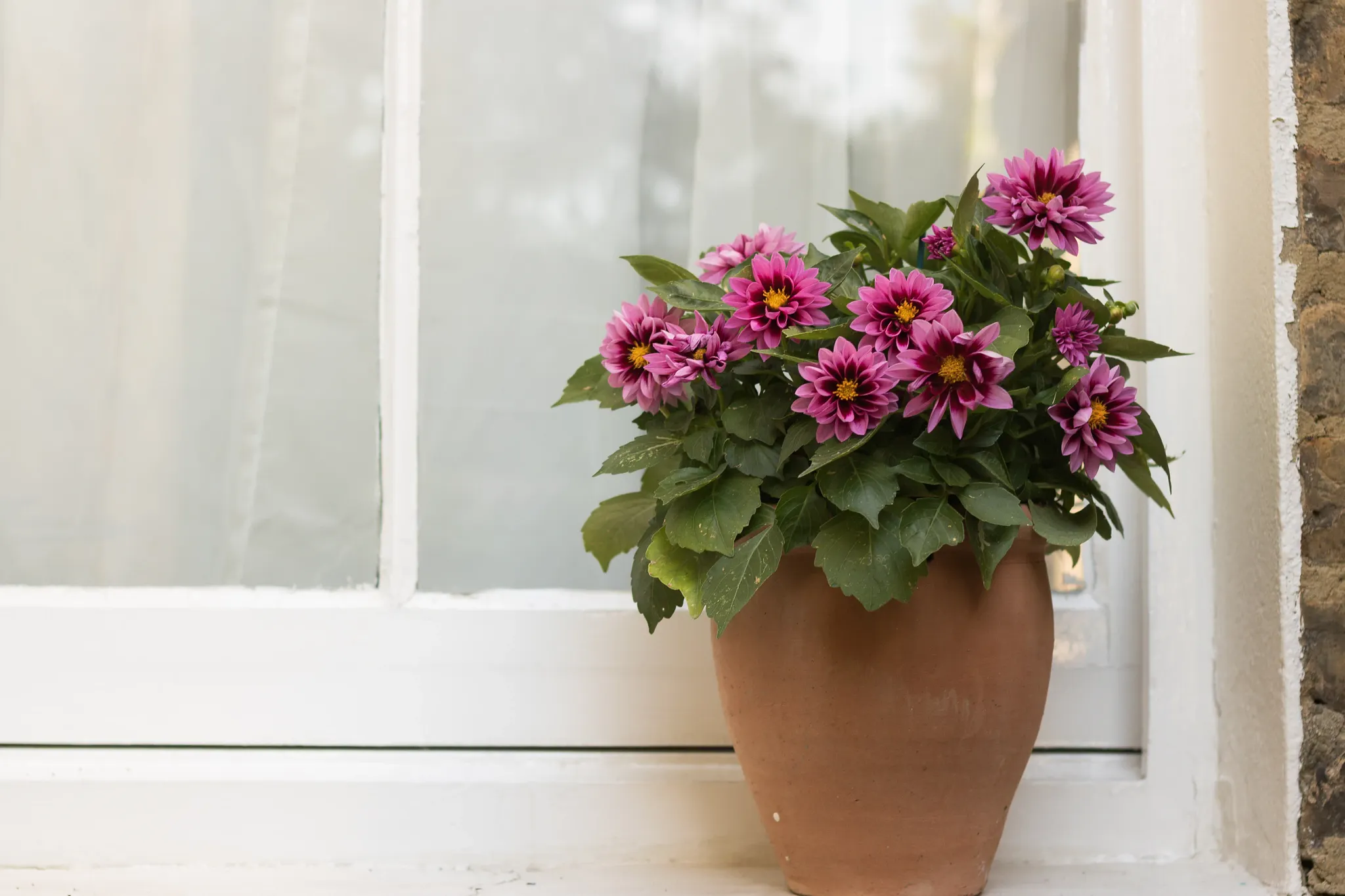 Purple flower dahlia growing in a clay pot near a windowsill