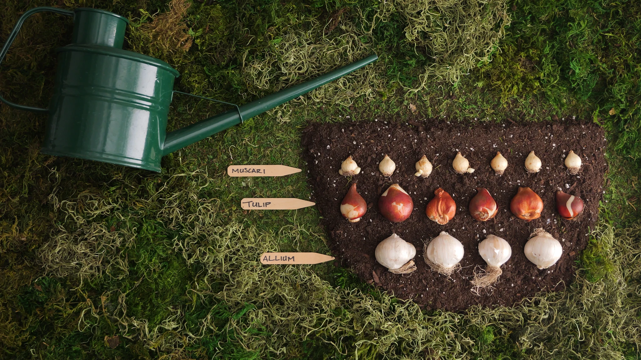 Planting a Container Bulb Lasagna | Miracle Gro Canada | ScottsMiracle-Gro  CA